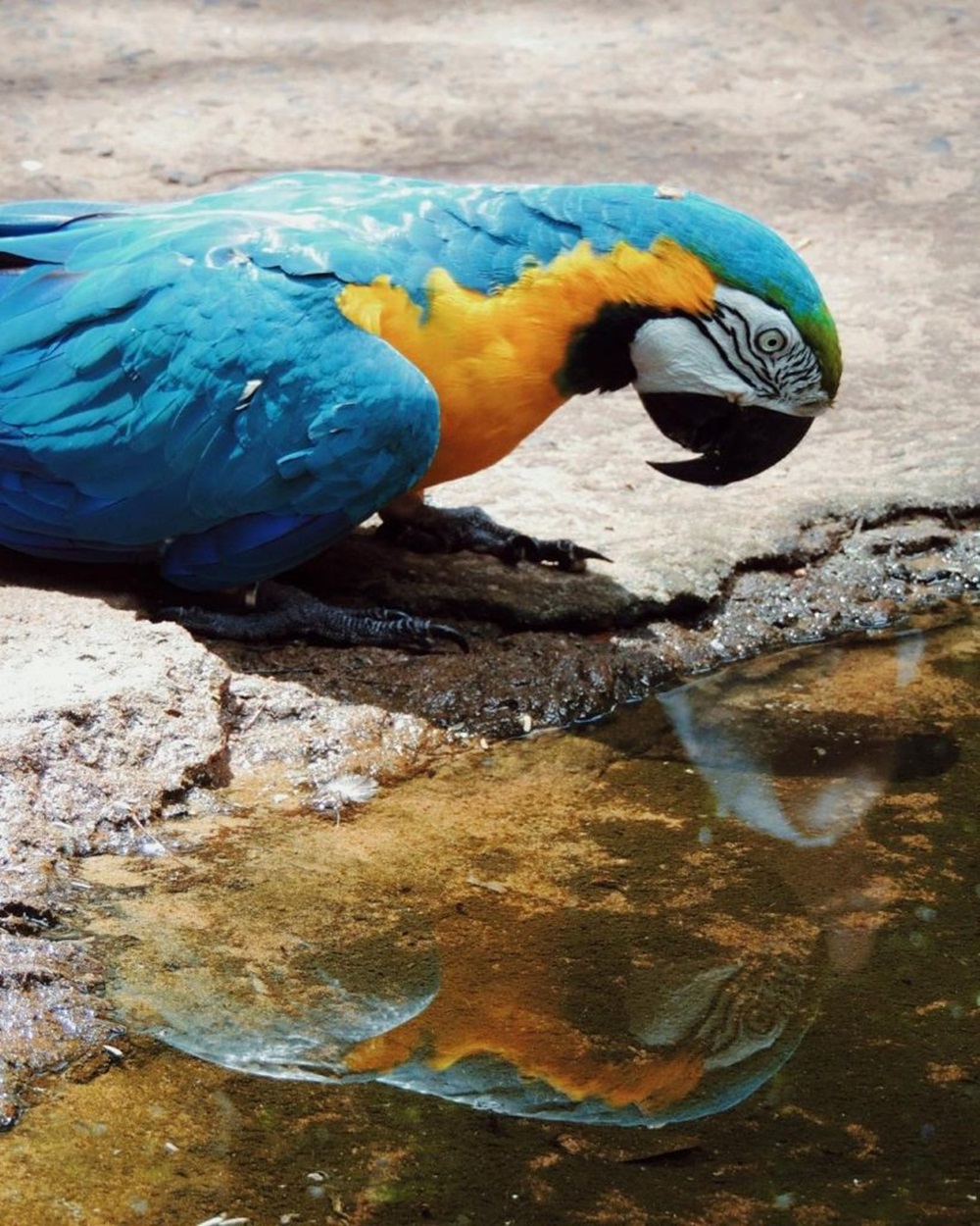 Arara-canindé de penas azuis e amarelas bebendo água em uma poça, com seu reflexo visível na superfície. Mata Atlântica