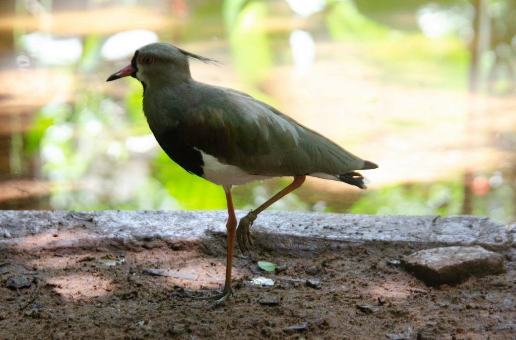 Símbolos da Mata Atlântica – Quero-quero (Vanellus chilensis)