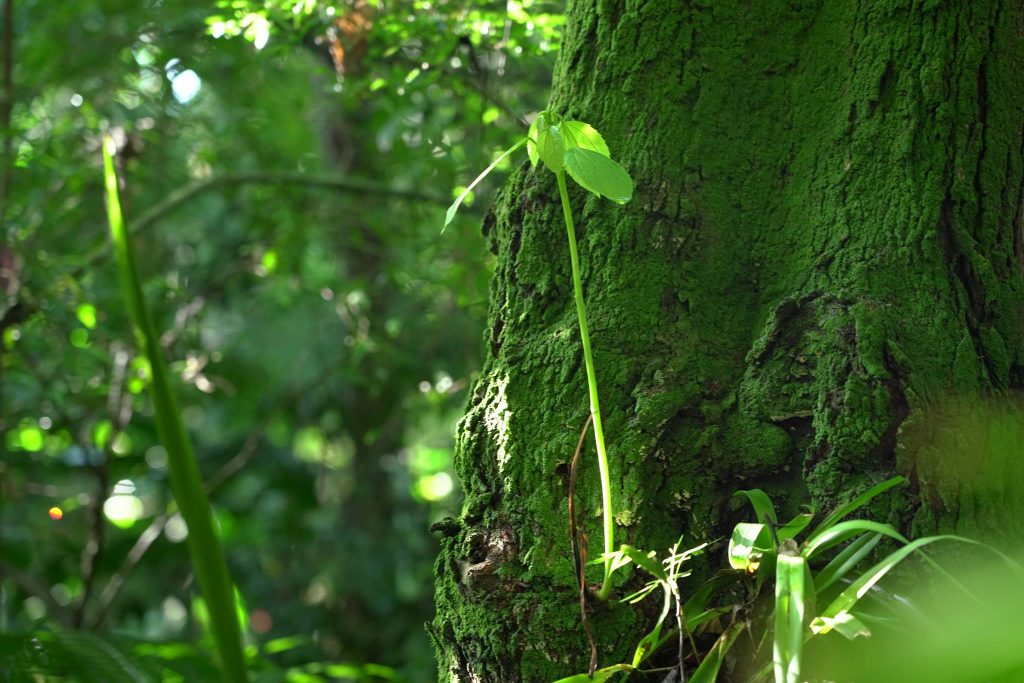 Close de um tronco de árvore coberto por musgo verde, com um broto crescendo em destaque na floresta úmida da Mata Atlântica.