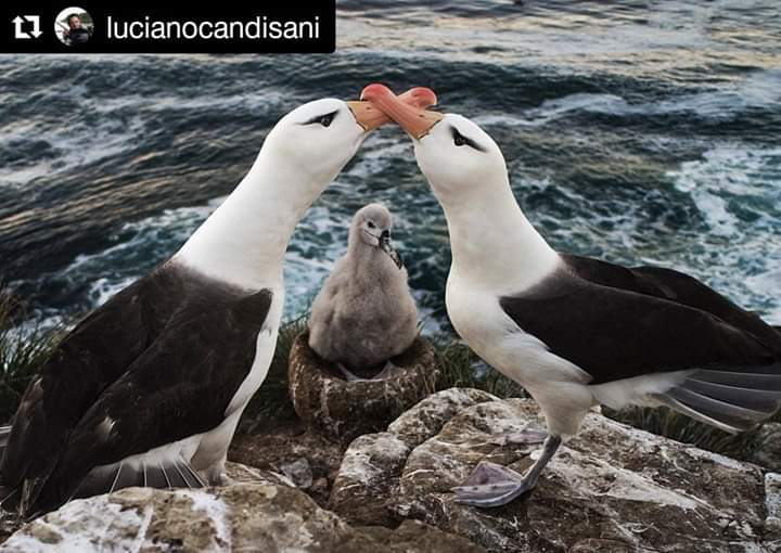Projeto Albatroz: Protegendo os Gigantes dos Céus