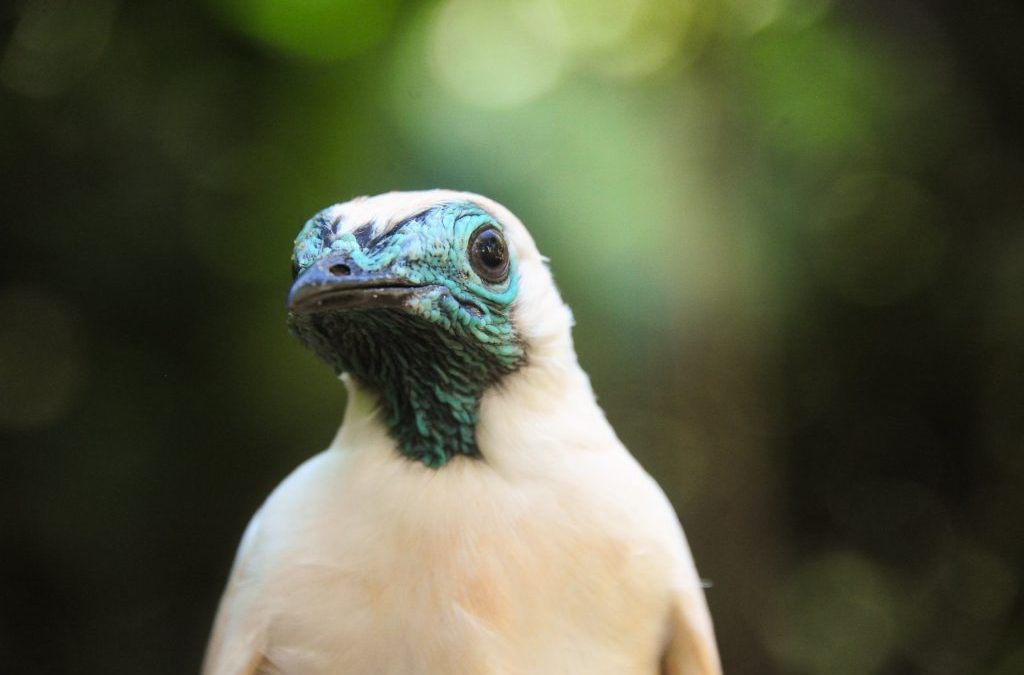 Símbolos da Mata Atlântica – Araponga (Procnias nudicollis)