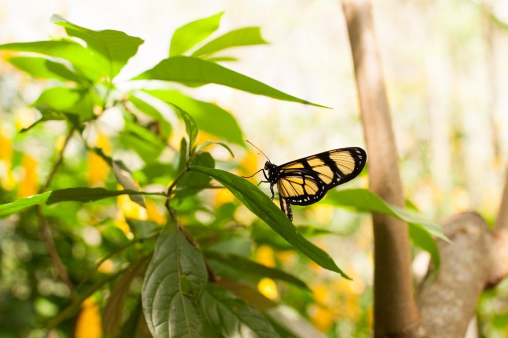 Borboleta de asas amarelas e pretas pousada delicadamente sobre uma folha verde, cercada por jardins vibrantes sob a luz do sol, em uma planta da Mata Atlântica