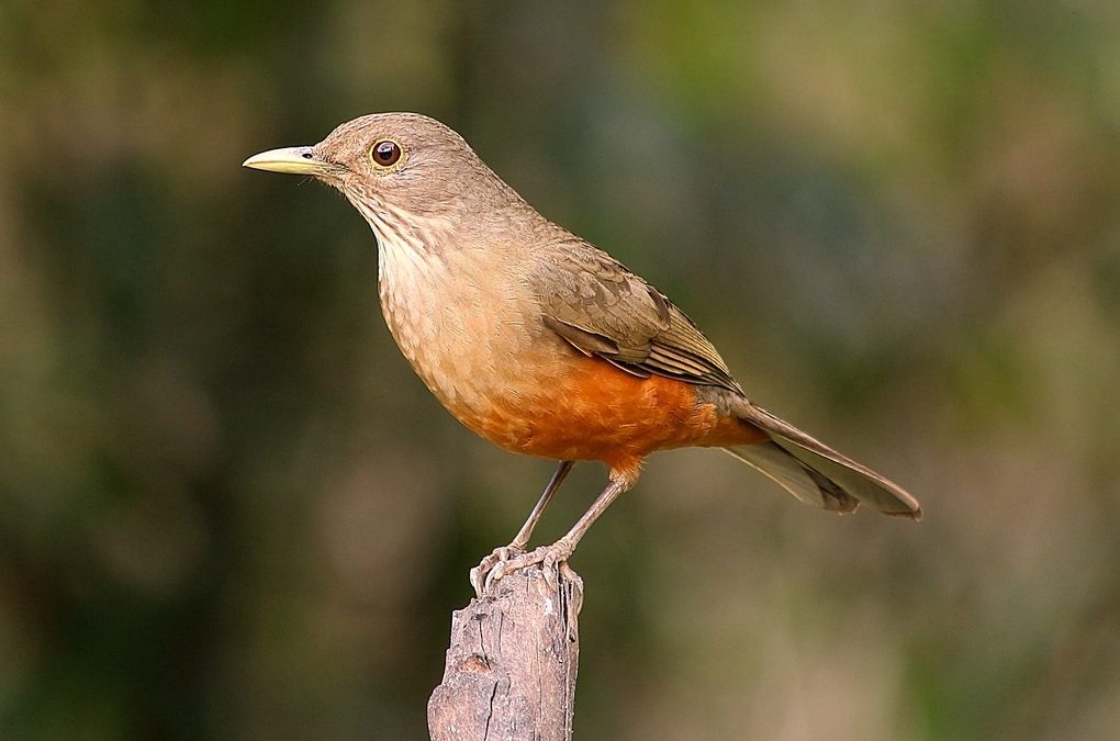 Símbolos da Mata Atlântica – Sabiá-laranjeira (Turdus rufiventris)