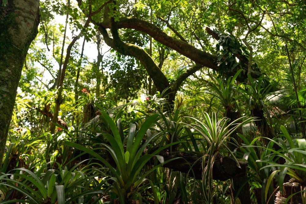 Vegetação exuberante da Mata Atlântica com bromélias crescendo nos galhos e no chão da floresta.