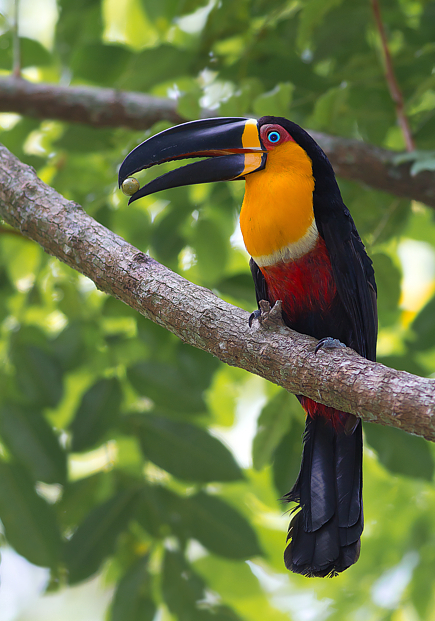 Símbolos da Mata Atlântica – Tucano-de-bico-preto (Ramphastos vitellinus)