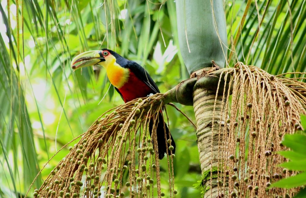 Espécies diversas da mata atlântica