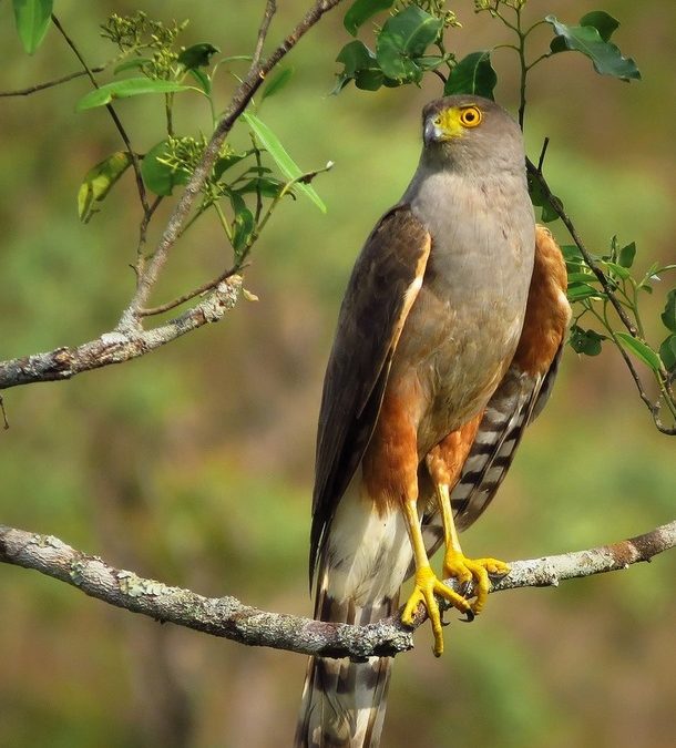 Desconhecidos da Mata Atlântica – Gavião-bombachinha-grande (Accipiter bicolor)