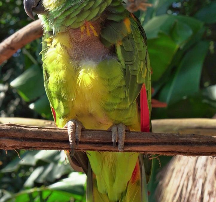 Curiosidades do Mês – Tecnologias que podem ajudar na conservação da natureza