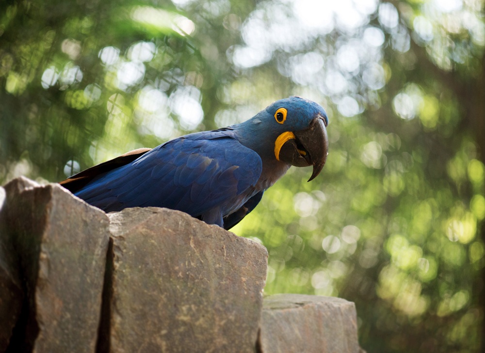 Arara-azul pousada sobre uma pedra, com seu bico forte e curvado em destaque, rodeada por um fundo desfocado de vegetação.