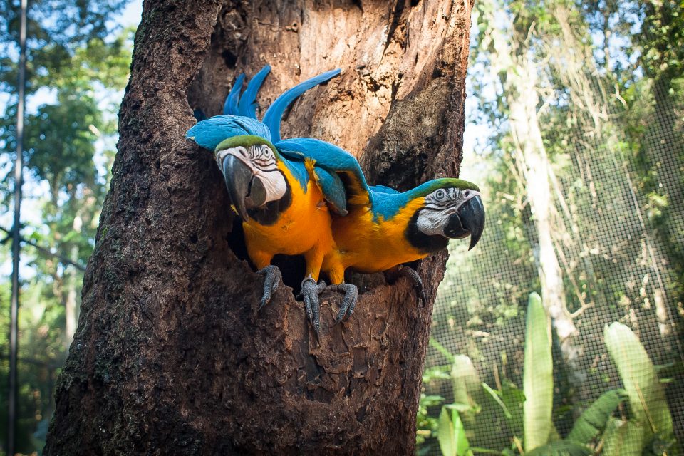 As aves enxergam muito mais que os humanos