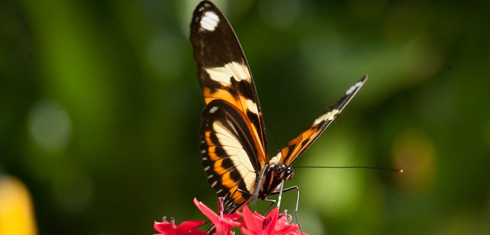 As borboletas e sua importância