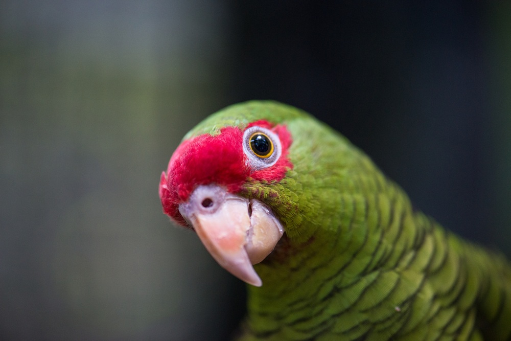 Close-up de um papagaio-charão com plumagem verde vibrante e uma marca vermelha ao redor dos olhos, olhando diretamente para a câmera. Mata Atlântica