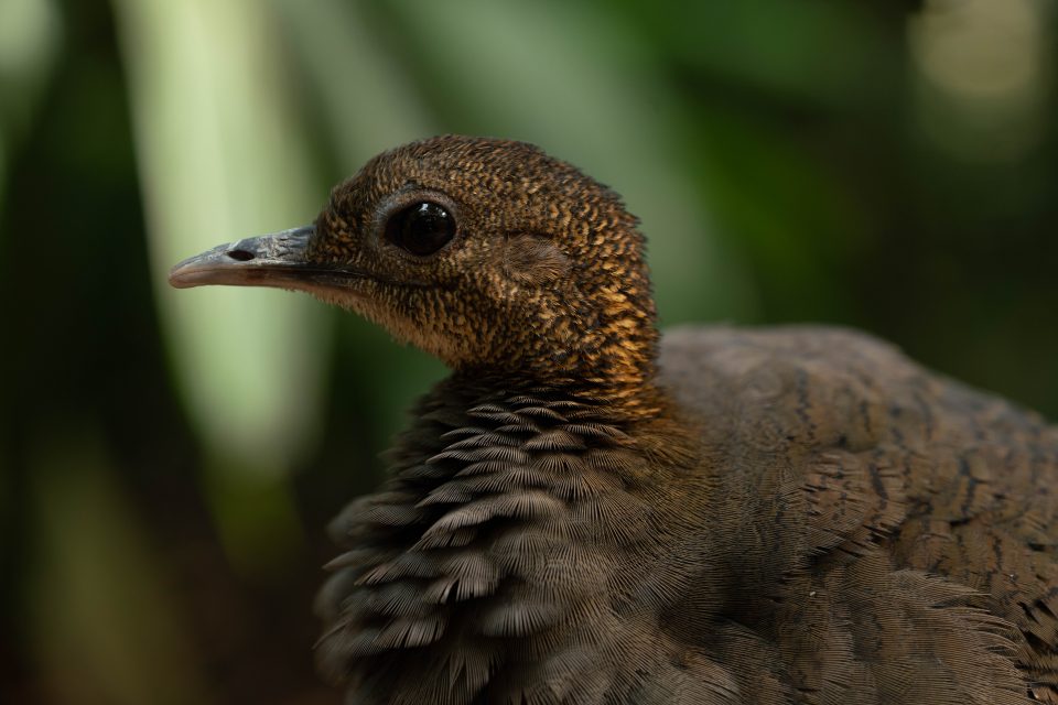 Diário da Mata Atlântica – Nível de desmatamento da Mata Atlântica diminui