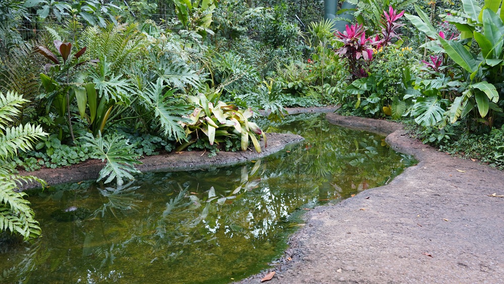 Pequeno lago sinuoso cercado por plantas tropicais e flores coloridas, refletindo o verde ao redor.
