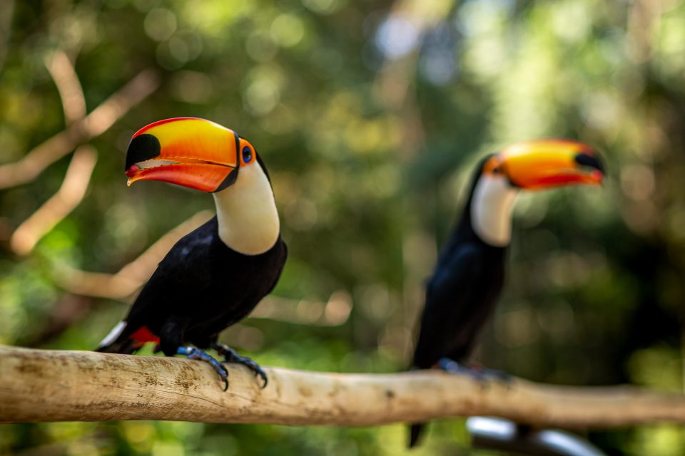 A audição apurada garante a sobrevivência das aves