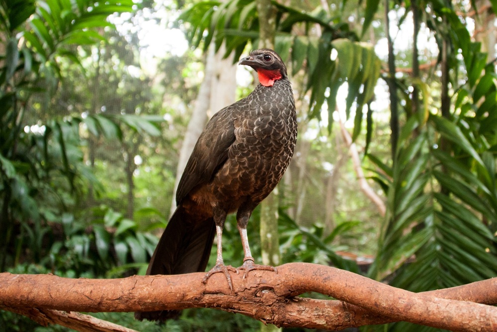  Jacupemba equilibrada em um galho, com plumagem marrom escura e detalhe vermelho no pescoço, em meio à vegetação densa.