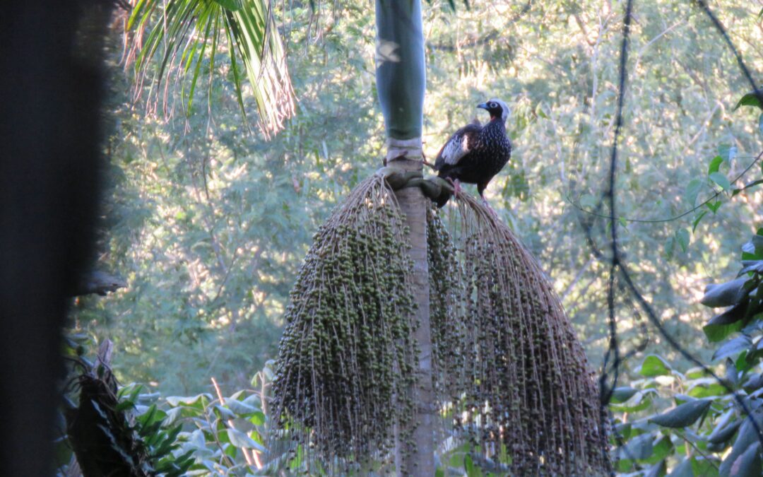 Plantas da Mata Atlântica – A Palmeira-juçara (Euterpe edulis)