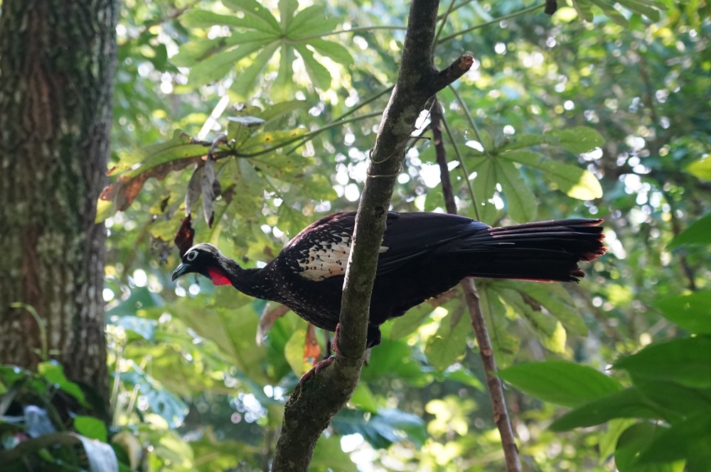 Jacutinga pousada em um galho no meio da vegetação densa, com plumagem preta, detalhes brancos e vermelhos na garganta. mata atlântica