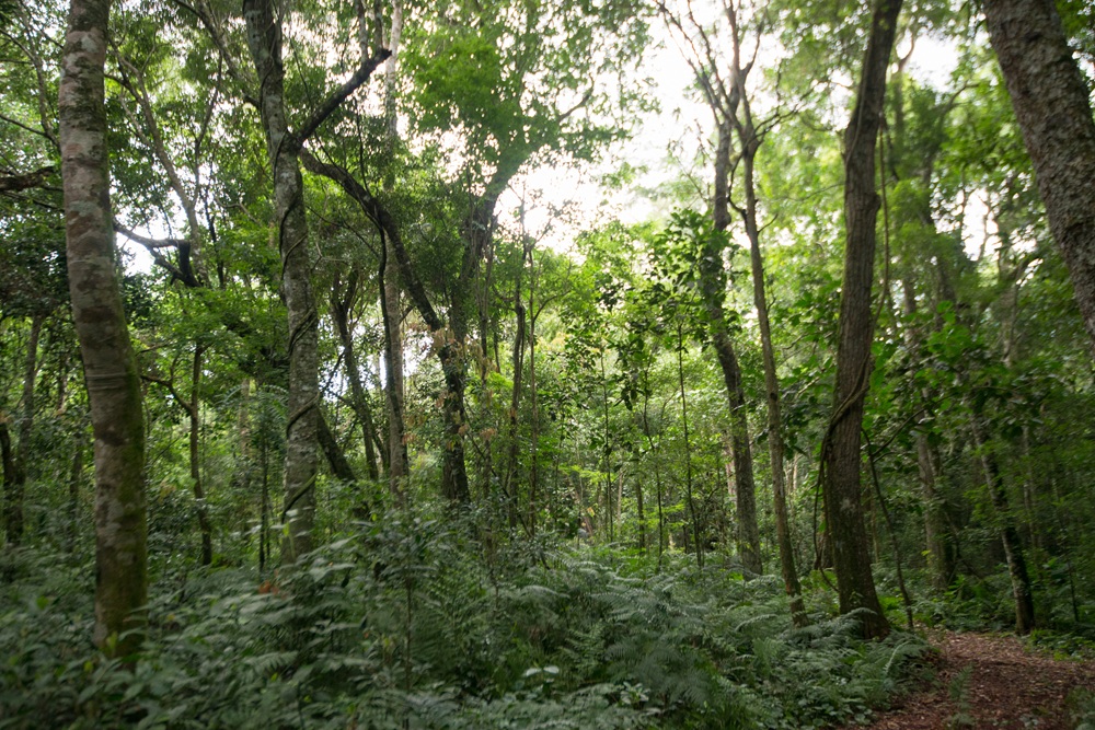 Vista da Mata Atlântica com vegetação densa e trilha entre as árvores.