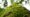 Fotografia de um tronco de árvore coberto por músculos verdes vibrantes, com uma perspectiva de baixo para cima. O fundo exibe folhas e luz natural filtrando pela copa da floresta. Mata Atlântica