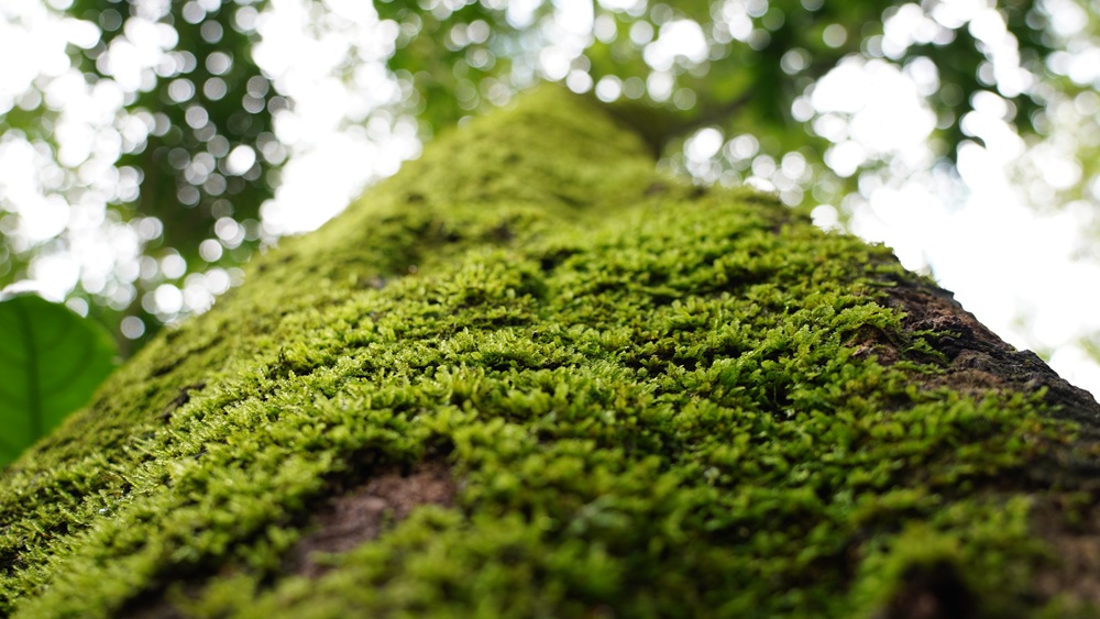 Fotografia de um tronco de árvore coberto por músculos verdes vibrantes, com uma perspectiva de baixo para cima. O fundo exibe folhas e luz natural filtrando pela copa da floresta. Mata Atlântica