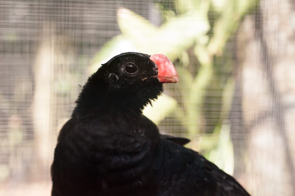 Conectando pessoas com o meio ambiente através dos zoológicos