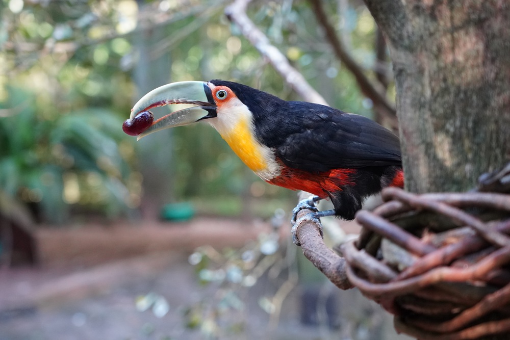 Tucano-de-bico-verde segurando uma fruta com seu bico longo e curvado enquanto está pousado em um galho.