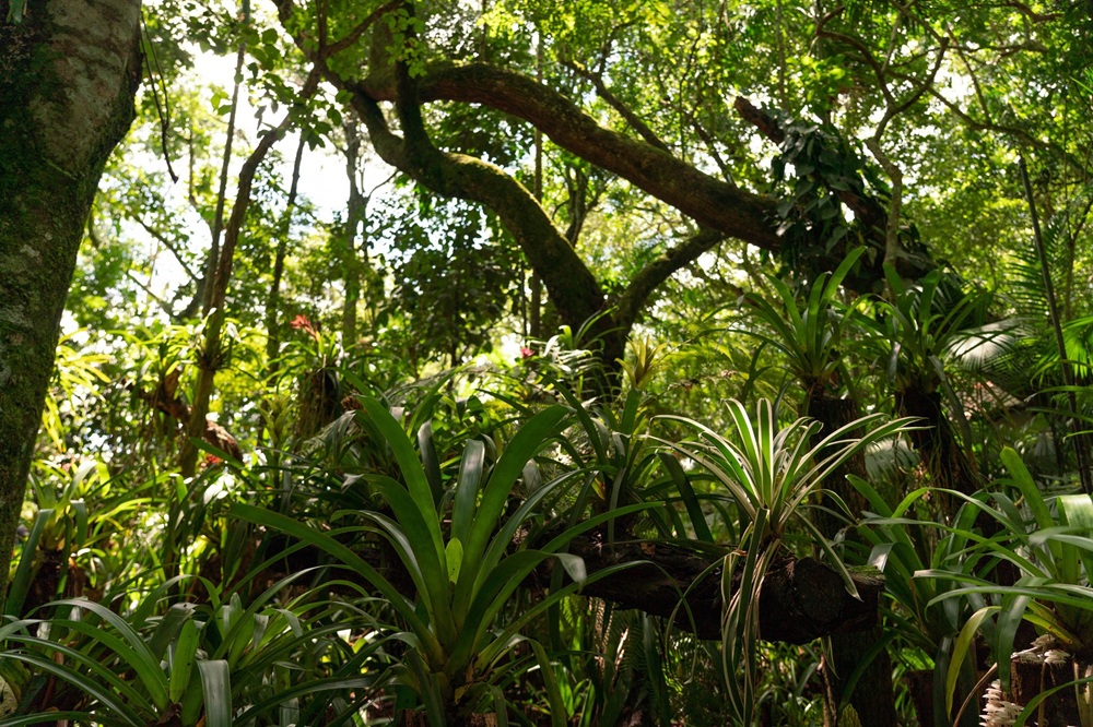Vegetação exuberante da Mata Atlântica, com bromélias crescendo sobre troncos e árvores altas formando um dossel verde. A luz do sol atravessa a copa das árvores, iluminando as folhas.