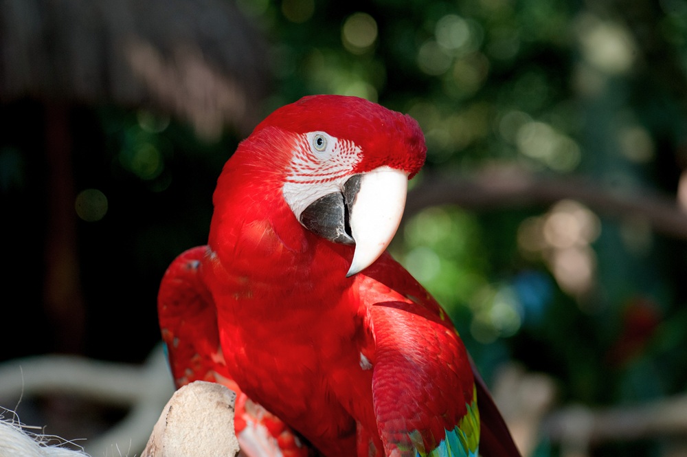 Close-up de uma arara-vermelha com penas intensamente coloridas, um grande bico curvado e olhos expressivos. O fundo apresenta um ambiente verde desfocado.
