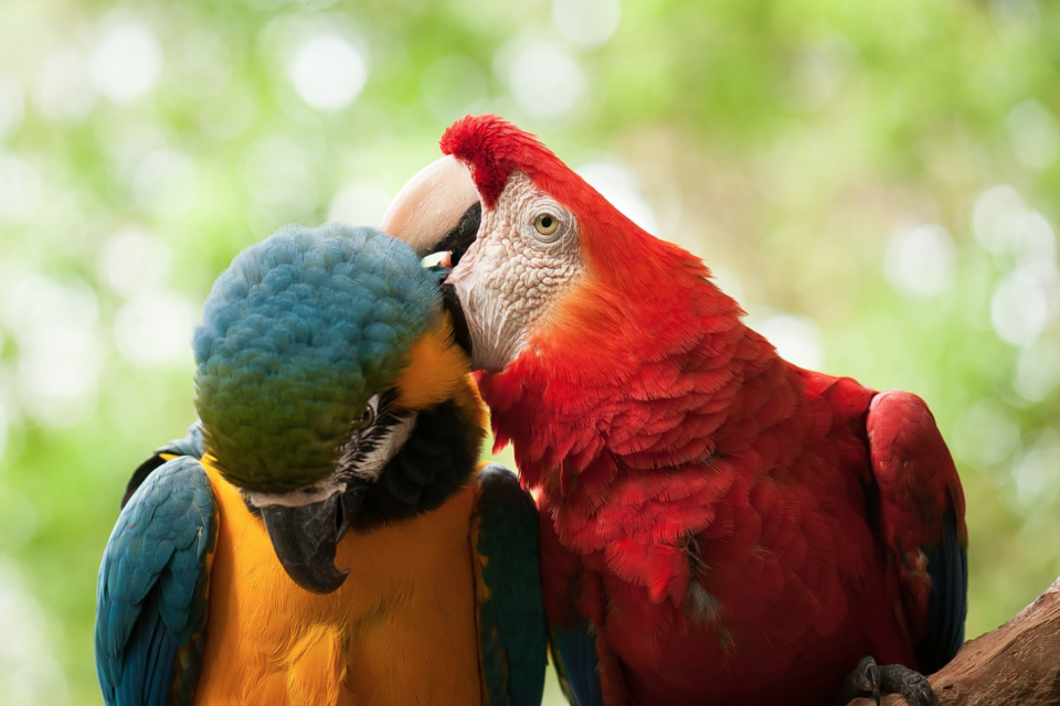 Para que servem os diferentes bicos das aves?