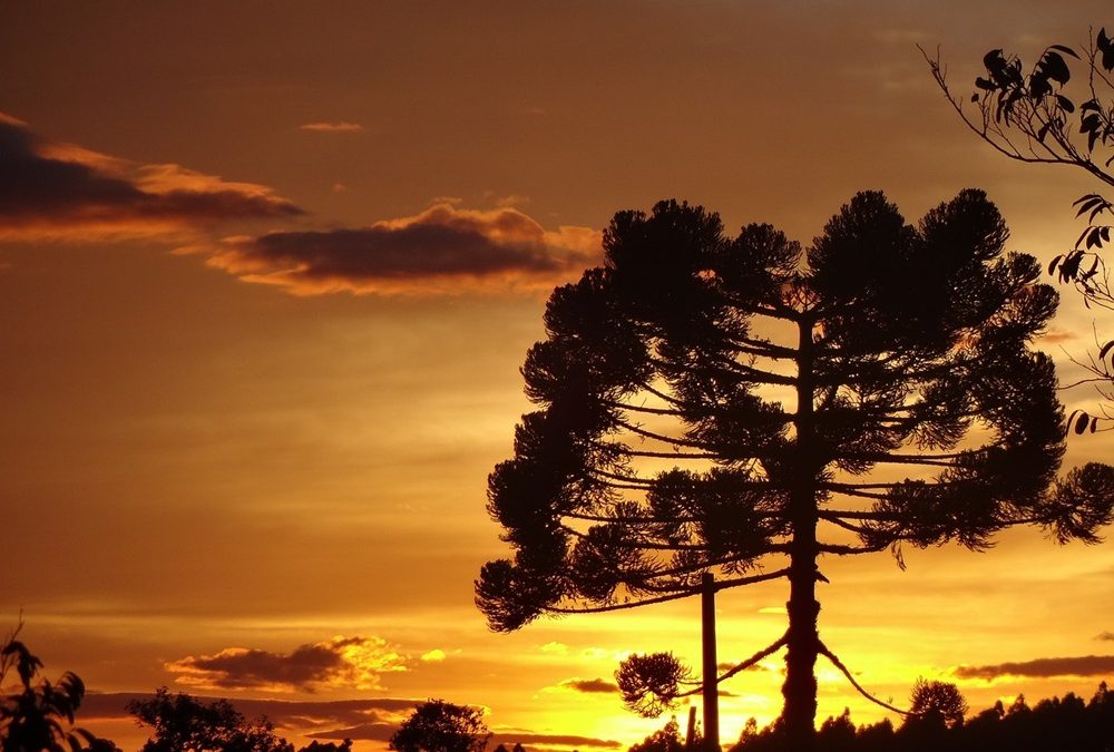 Florestas de Araucárias: Tesouros Naturais da Mata Atlântica