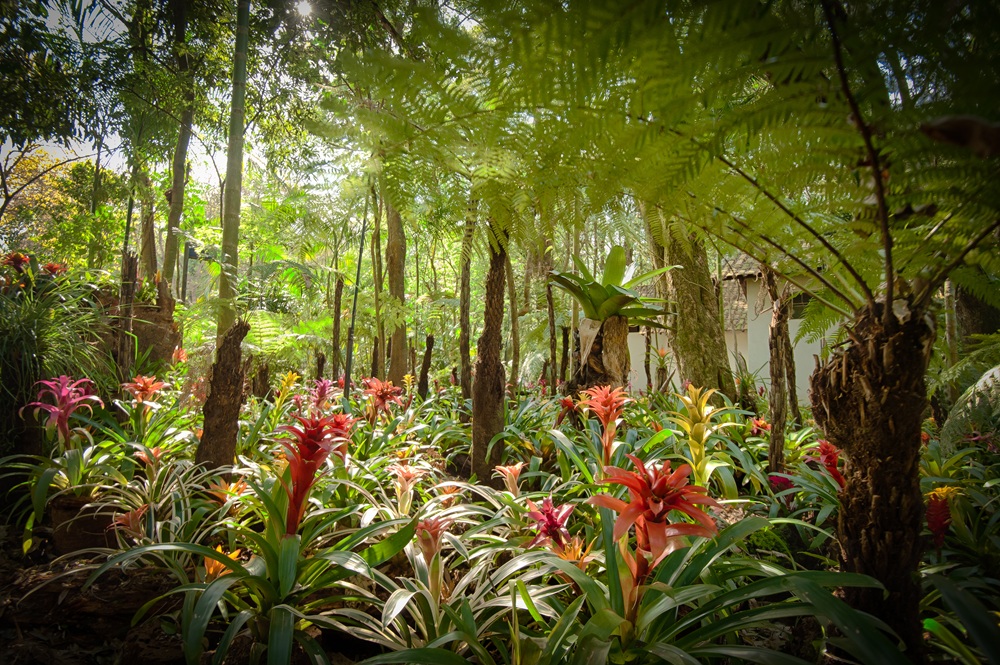 Bromélias coloridas no sub-bosque úmido de uma floresta da Mata Atlântica, com luz filtrada entre as árvores.
