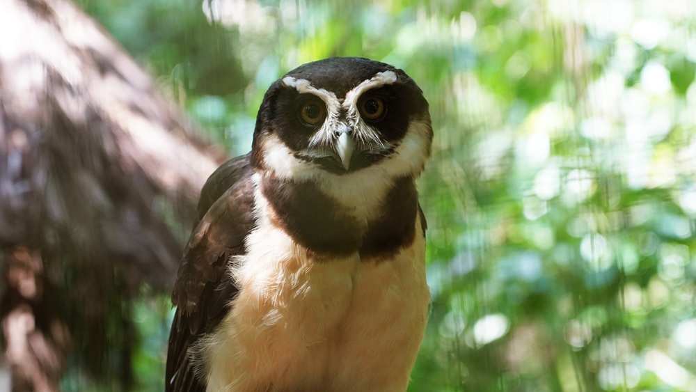 Coruja-murucututu com plumagem marrom e branca, olhos grandes e escuros, em meio a um ambiente de floresta com luz natural filtrada.