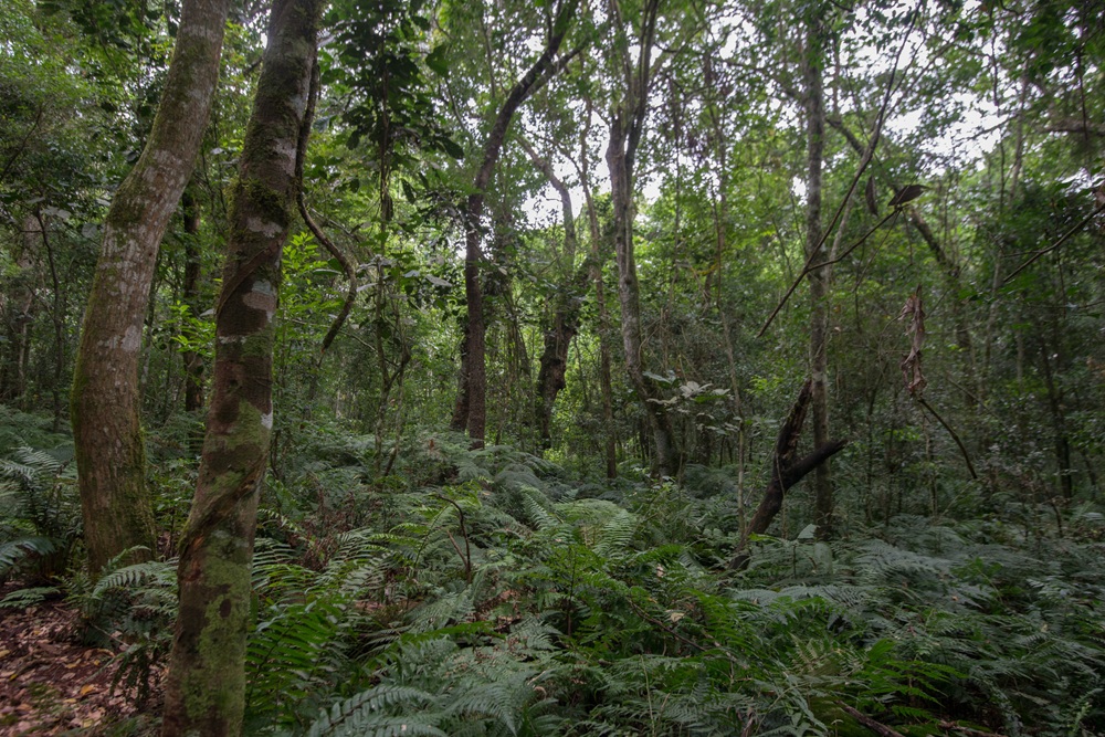 Floresta densa com árvores de troncos finos e vegetação rasteira composta por samambaias, criando um ambiente úmido e sombrio.
