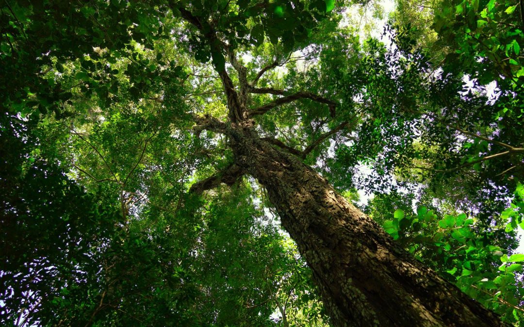 Diário da Mata Atlântica – Processo de regeneração da vegetação