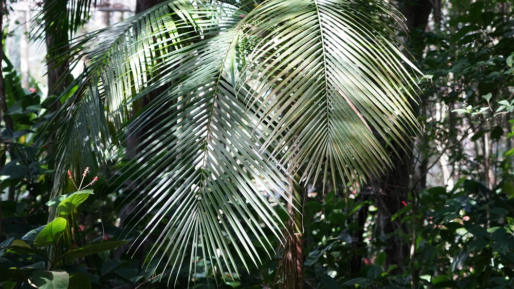 Folhas longas e finas da palmeira-juçara se destacam contra o fundo verde da floresta, iluminadas por feixes de luz natural.