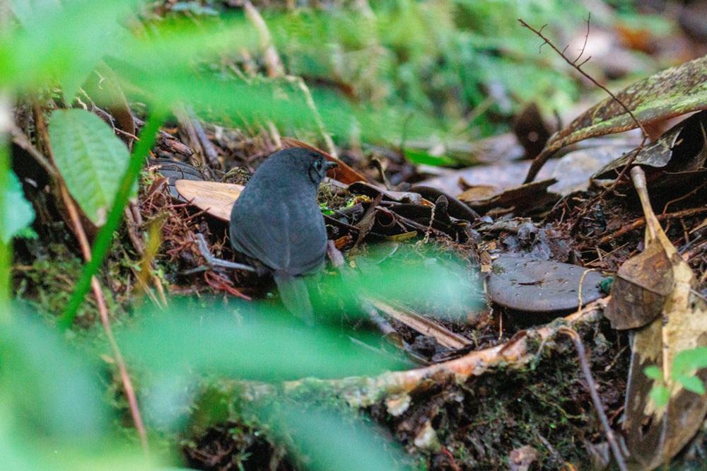 Pequeno passarinho de plumagem escura camuflado entre folhas e galhos no chão da mata atlântica. Sua presença discreta contrasta com o ambiente verde ao redor.