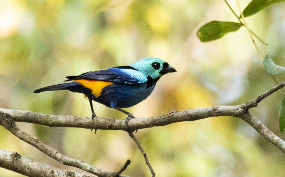 Pequena saída-pintor pousada em um galho, exibindo sua plumagem azul, verde e preta com detalhes alaranjados, em meio a um fundo de folhas desfocadas.