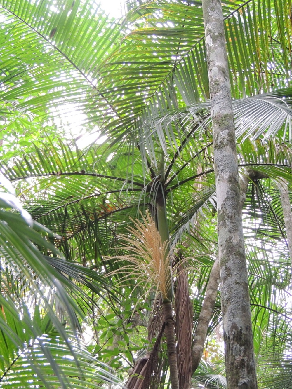 Palmito-juçara alto com folhas finas, cercado por árvores e folhagens na Mata Atlântica.