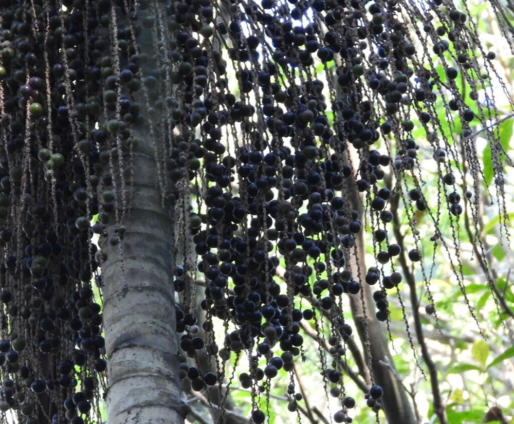 Cachos de frutos escuros da palmeira-juçara pendem de um tronco liso e cinza. A luz do sol filtra pelas folhas ao fundo, destacando a textura das sementes.