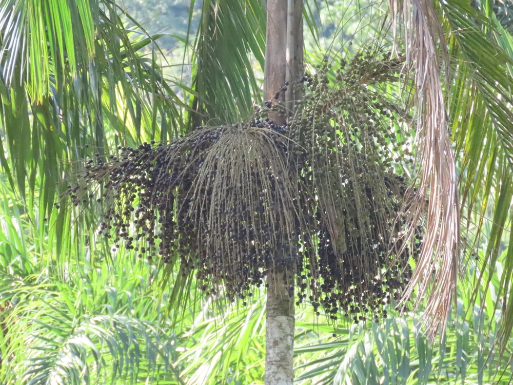 Cacho de frutos escuros pendendo de um palmito-juçara em meio à vegetação da Mata Atlântica.