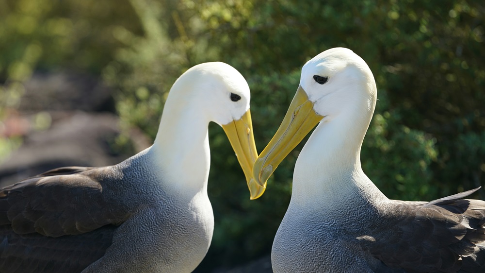 Casal de albatroz