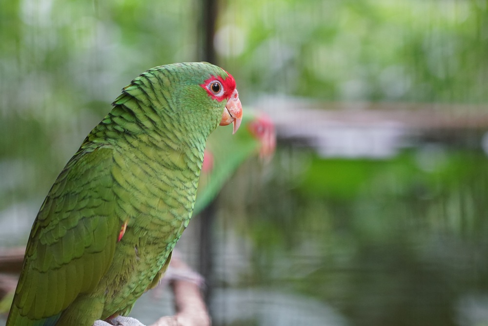 Papagaio-charão com penas verdes e detalhe vermelho ao redor dos olhos, em primeiro plano. Ao fundo, outro papagaio desfocado.