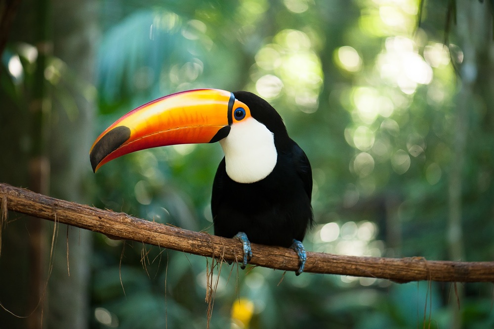 Tucano-toco com bico laranja vibrante pousado em um galho em ambiente arborizado. Zoológicos