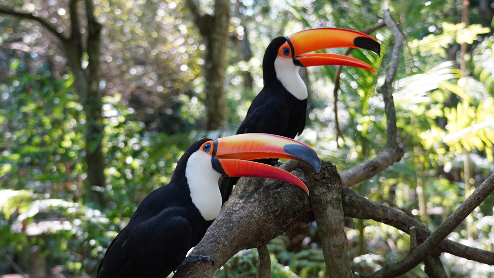 Dois tucanos-toco com penas pretas, peitos brancos e enormes bicos alaranjados descansam em um galho na floresta. O fundo mostra vegetação tropical iluminada pelo sol. Mata Atlântica