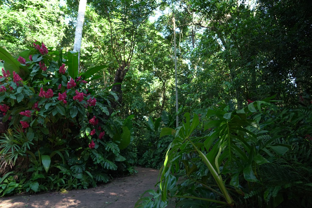 Vista de trilha rodeada por vegetação densa da Mata Atlântica, com arbustos floridos à esquerda.