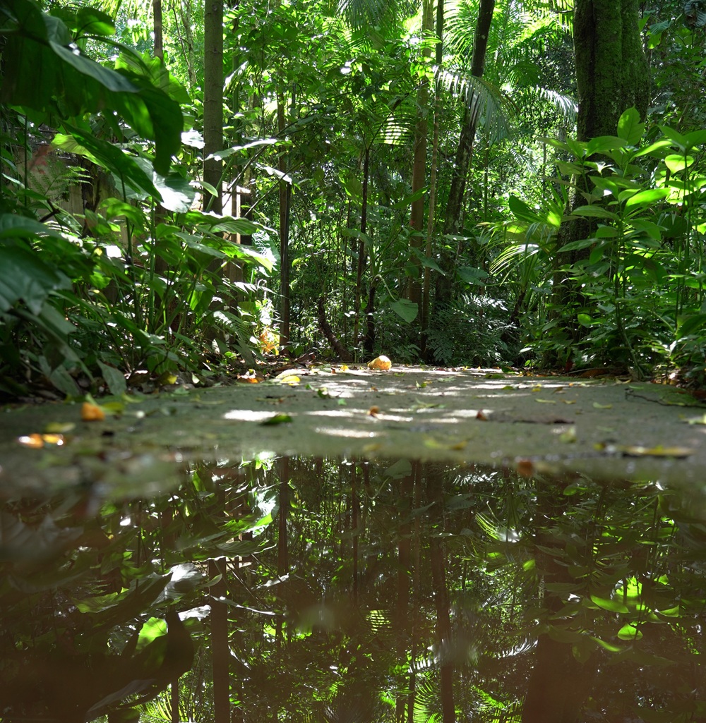 Poça d’água refletindo a vegetação densa da Mata Atlântica em uma trilha sombreada.