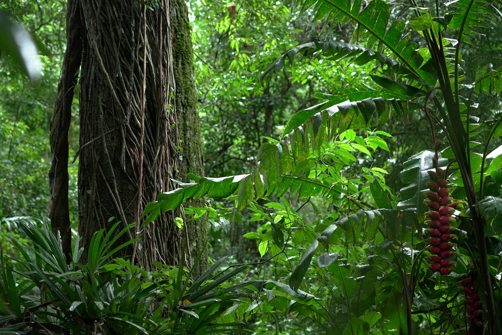 Tronco de árvore envolto por cipós na Mata Atlântica, rodeado por vegetação densa com folhas verdes e uma inflorescência vermelha.