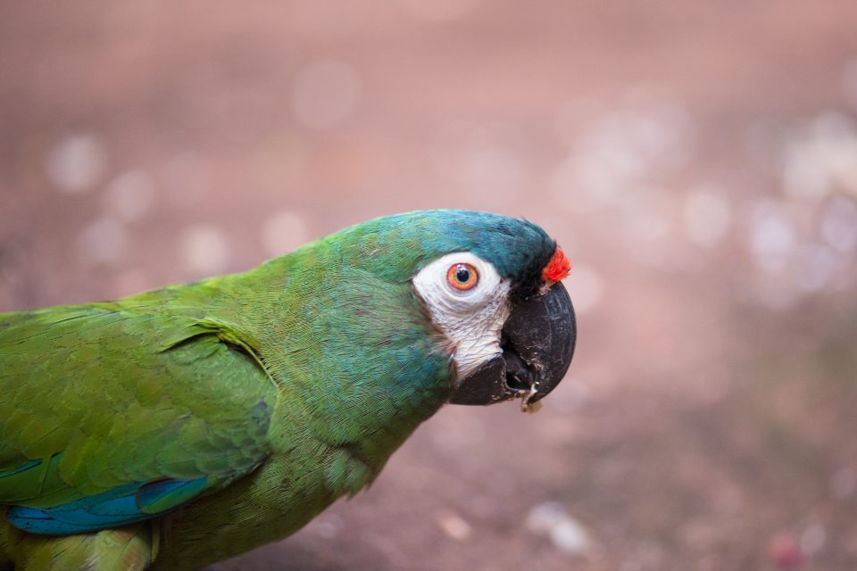Você conhece a Lista das Aves Ameaçadas de Extinção do Paraná?