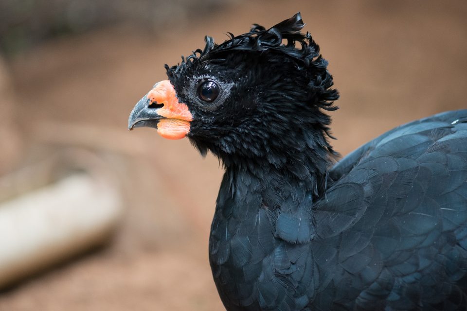 Especialistas brasileiros se reúnem no Parque das Aves para desenvolver estratégias de conservação para duas aves ameaçadas de extinção